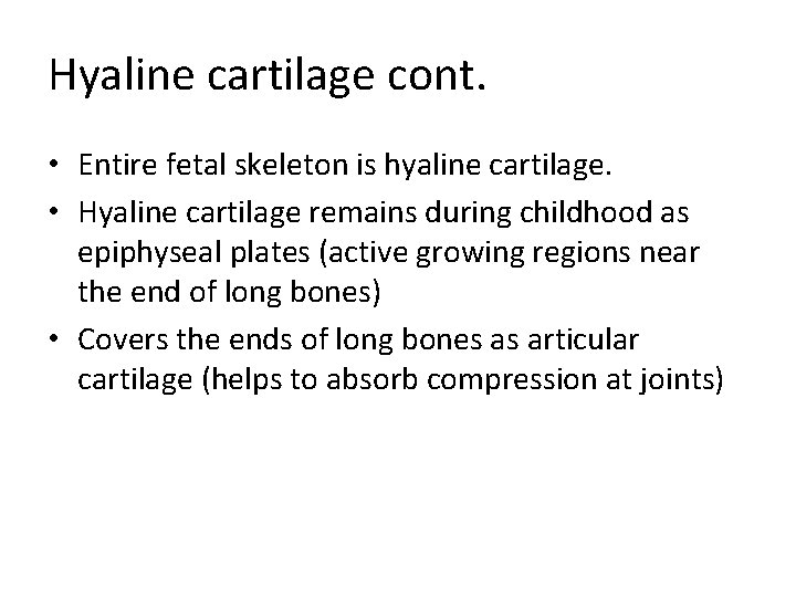 Hyaline cartilage cont. • Entire fetal skeleton is hyaline cartilage. • Hyaline cartilage remains