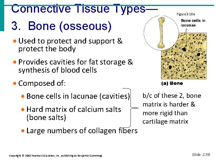 Connective Tissue Types— 3. Bone (osseous) Figure 3. 18 a · Used to protect