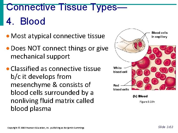 Connective Tissue Types— 4. Blood · Most atypical connective tissue · Does NOT connect