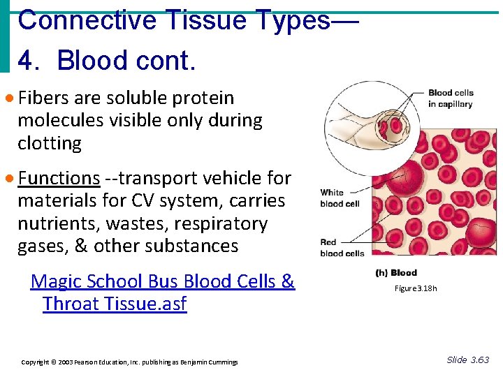 Connective Tissue Types— 4. Blood cont. · Fibers are soluble protein molecules visible only