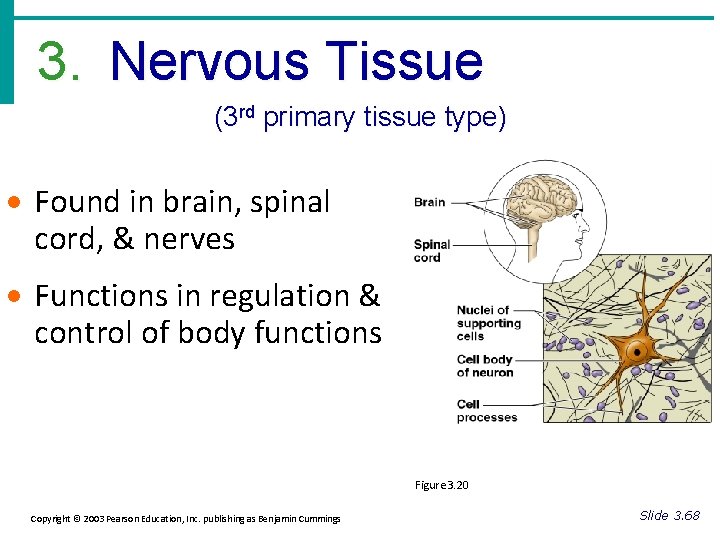 3. Nervous Tissue (3 rd primary tissue type) · Found in brain, spinal cord,