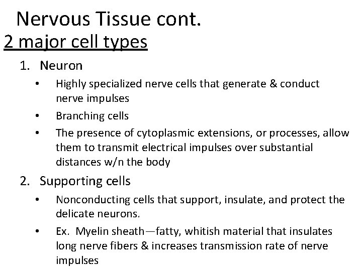 Nervous Tissue cont. 2 major cell types 1. Neuron • • • Highly specialized