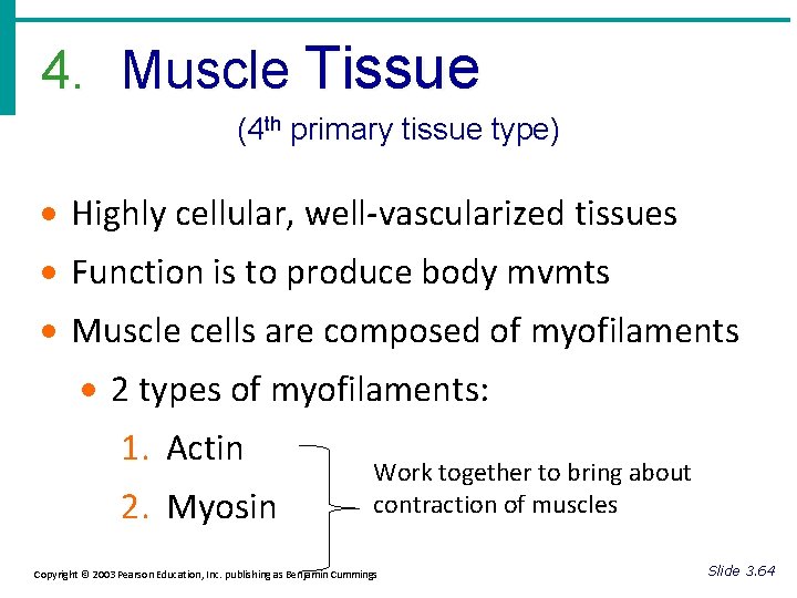 4. Muscle Tissue (4 th primary tissue type) · Highly cellular, well-vascularized tissues ·