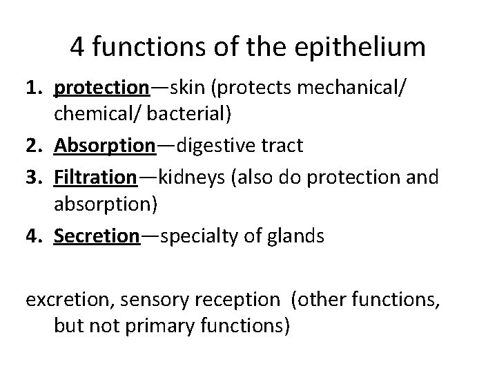 4 functions of the epithelium 1. protection—skin (protects mechanical/ chemical/ bacterial) 2. Absorption—digestive tract