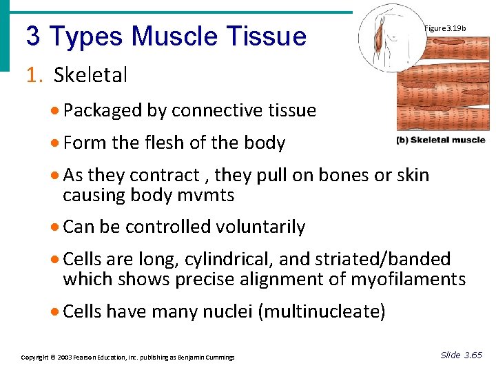 3 Types Muscle Tissue Figure 3. 19 b 1. Skeletal · Packaged by connective