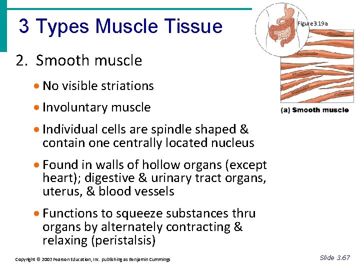 3 Types Muscle Tissue Figure 3. 19 a 2. Smooth muscle · No visible