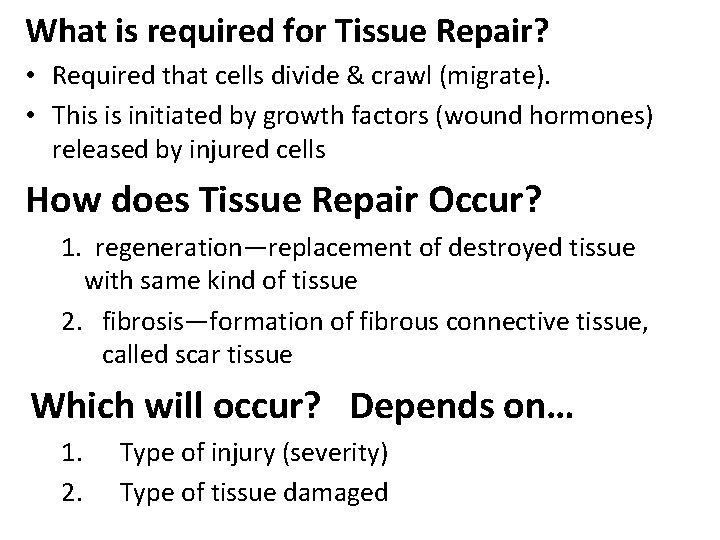 What is required for Tissue Repair? • Required that cells divide & crawl (migrate).