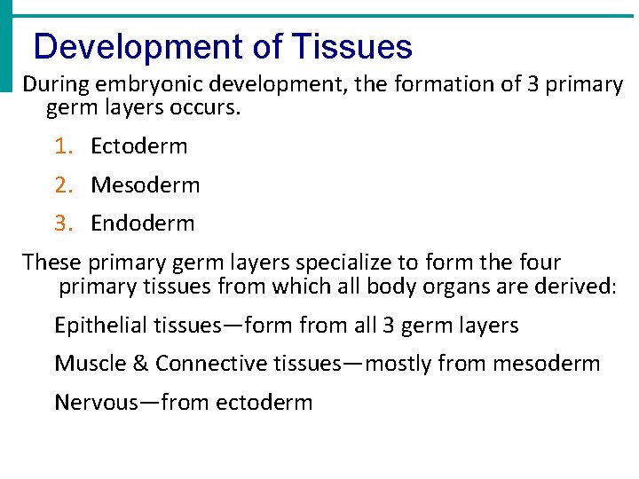Development of Tissues During embryonic development, the formation of 3 primary germ layers occurs.
