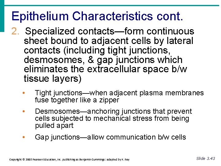 Epithelium Characteristics cont. 2. Specialized contacts—form continuous sheet bound to adjacent cells by lateral