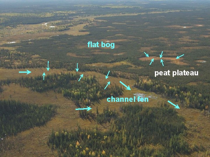 flat bog peat plateau channel fen 