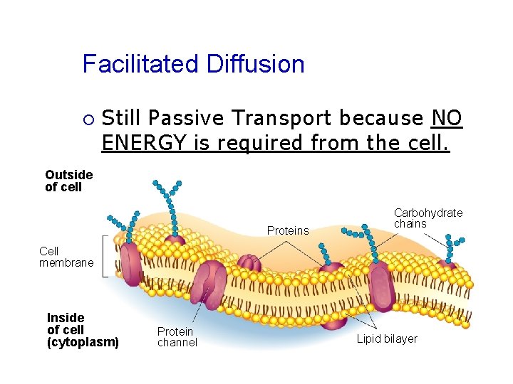 Facilitated Diffusion ¡ Still Passive Transport because NO ENERGY is required from the cell.