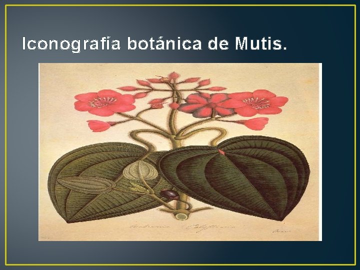 Iconografía botánica de Mutis. 