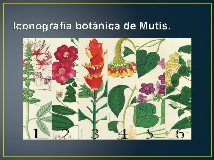 Iconografía botánica de Mutis. 