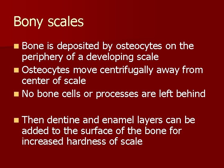 Bony scales n Bone is deposited by osteocytes on the periphery of a developing