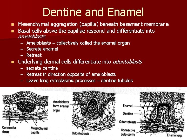 Dentine and Enamel Mesenchymal aggregation (papilla) beneath basement membrane n Basal cells above the