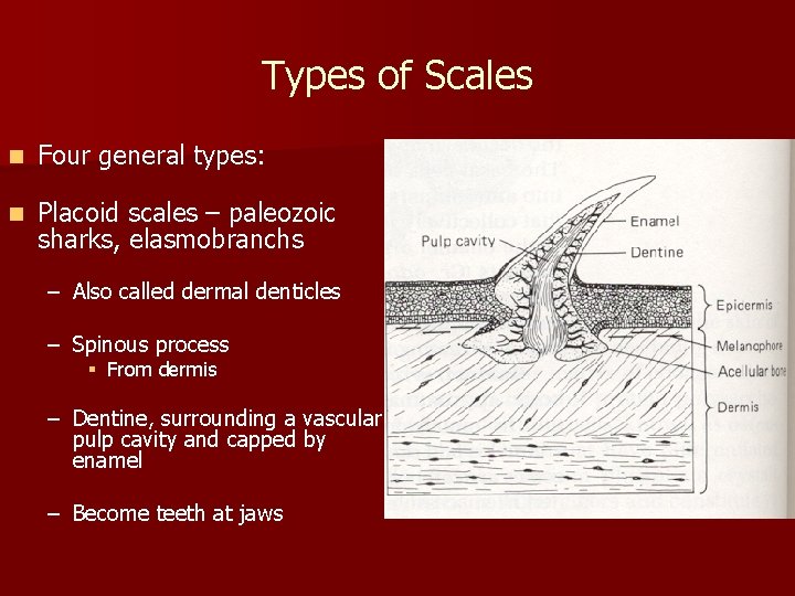 Types of Scales n Four general types: n Placoid scales – paleozoic sharks, elasmobranchs