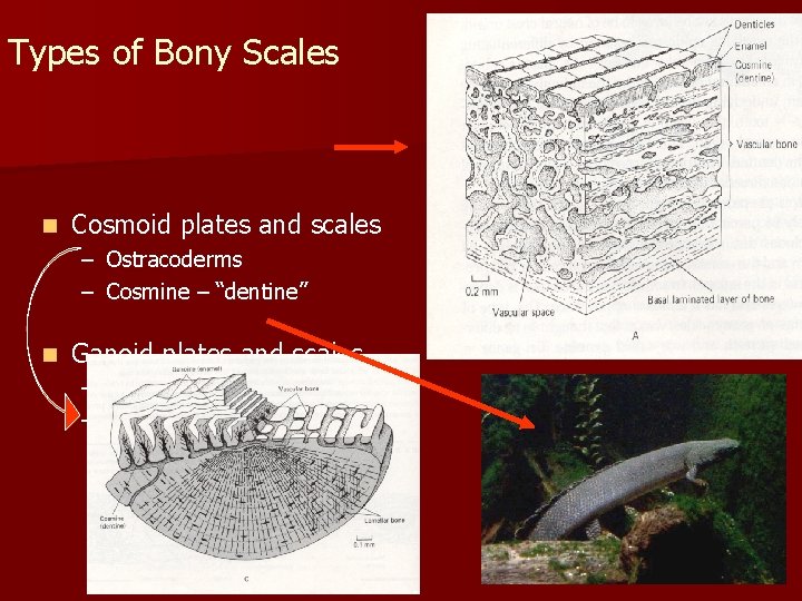 Types of Bony Scales n Cosmoid plates and scales – Ostracoderms – Cosmine –