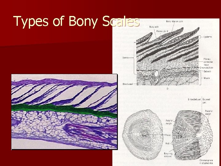 Types of Bony Scales n Modern – – Cycloid and Ctenoid Most teleosts 