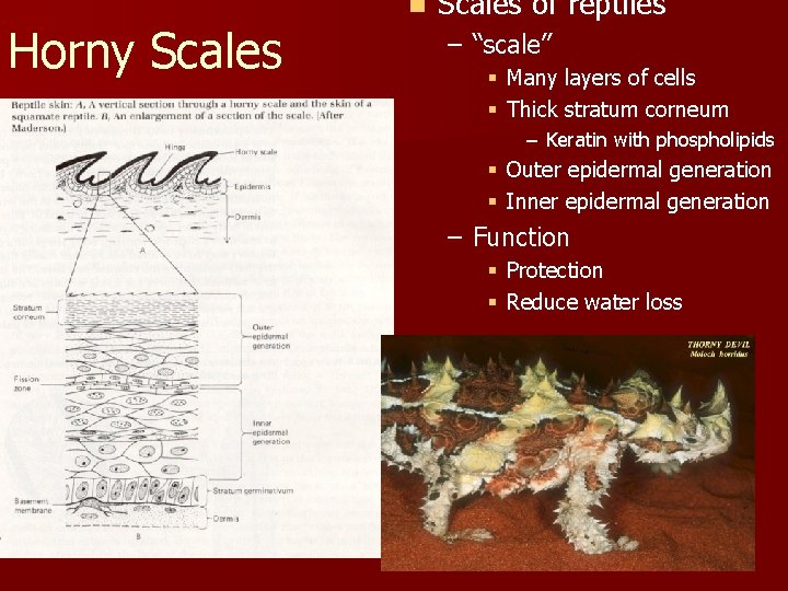 Horny Scales n Scales of reptiles – “scale” § Many layers of cells §