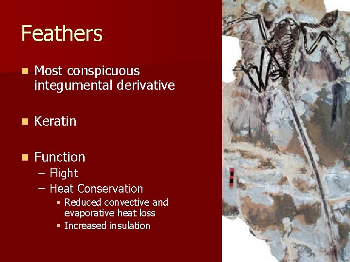 Feathers n Most conspicuous integumental derivative n Keratin n Function – Flight – Heat