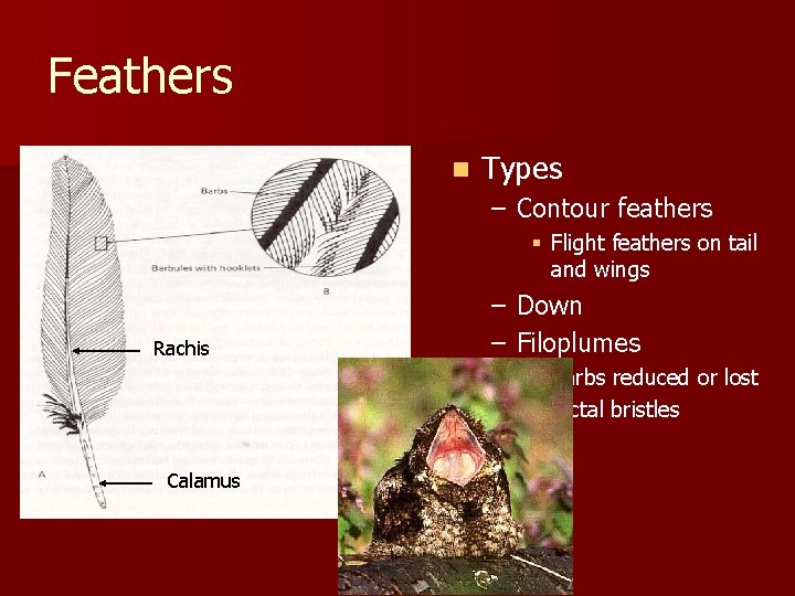 Feathers n Types – Contour feathers § Flight feathers on tail and wings Rachis