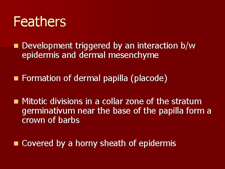 Feathers n Development triggered by an interaction b/w epidermis and dermal mesenchyme n Formation