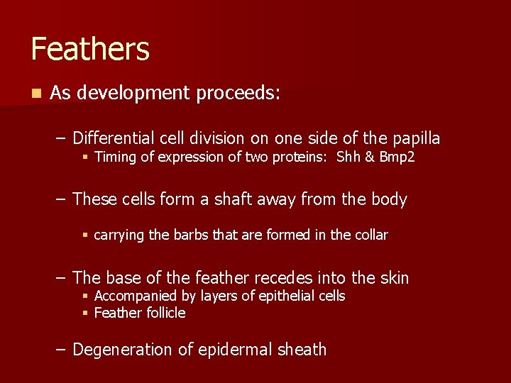 Feathers n As development proceeds: – Differential cell division on one side of the