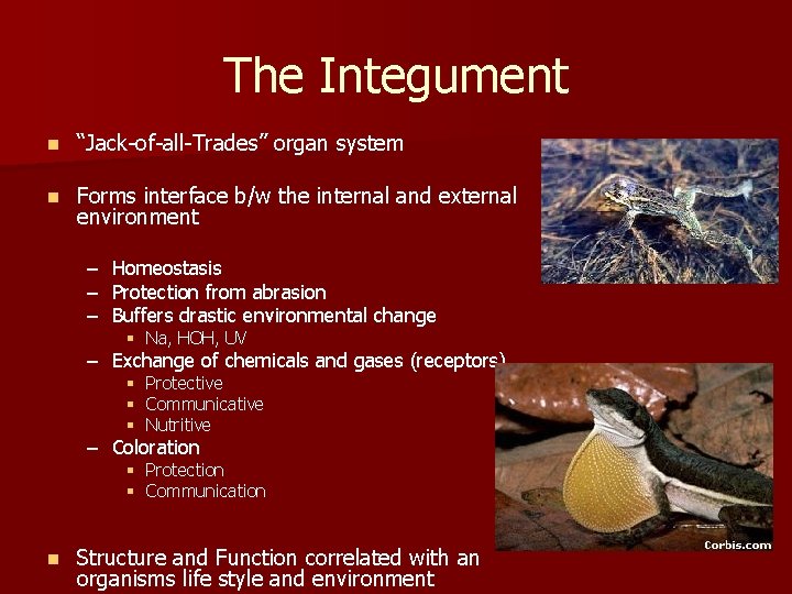 The Integument n “Jack-of-all-Trades” organ system n Forms interface b/w the internal and external