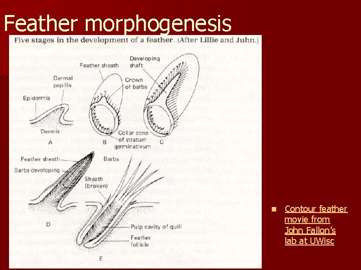 Feather morphogenesis n Contour feather movie from John Fallon’s lab at UWisc 