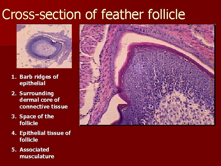 Cross-section of feather follicle 1. Barb ridges of epithelial 2. Surrounding dermal core of