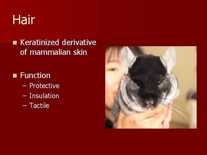 Hair n Keratinized derivative of mammalian skin n Function – – – Protective Insulation