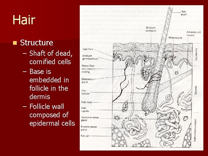 Hair n Structure – Shaft of dead, cornified cells – Base is embedded in