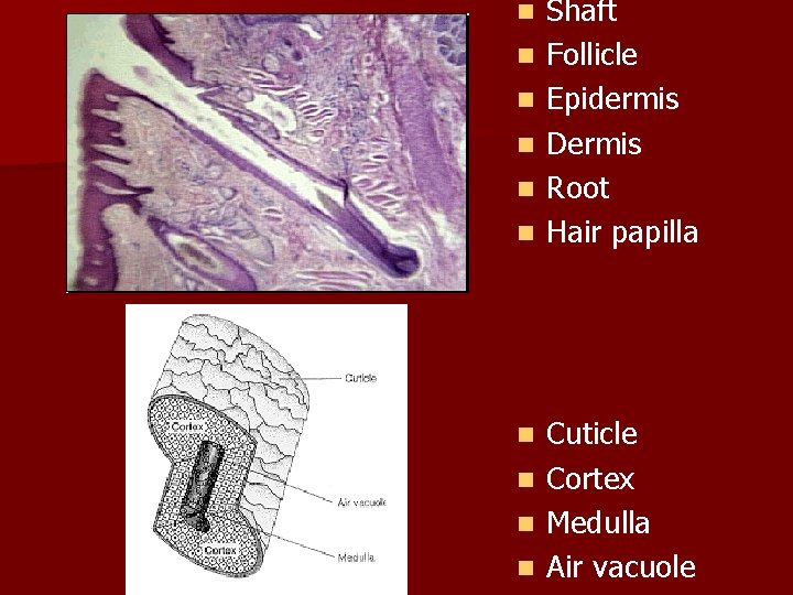 n n n n n Shaft Follicle Epidermis Dermis Root Hair papilla Cuticle Cortex