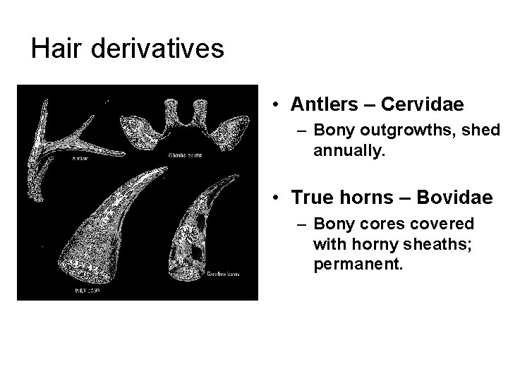 Hair derivatives • Antlers – Cervidae – Bony outgrowths, shed annually. • True horns