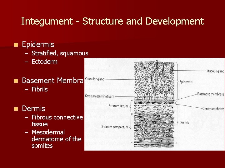 Integument - Structure and Development n Epidermis – Stratified, squamous – Ectoderm n Basement