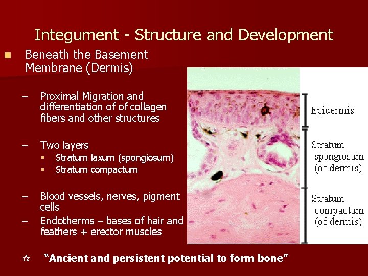 Integument - Structure and Development n Beneath the Basement Membrane (Dermis) – Proximal Migration