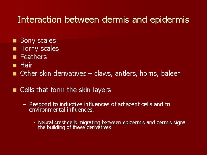 Interaction between dermis and epidermis n n n Bony scales Horny scales Feathers Hair