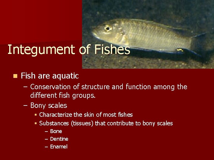 Integument of Fishes n Fish are aquatic – Conservation of structure and function among