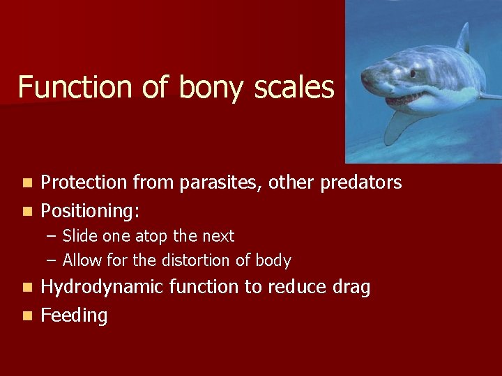 Function of bony scales Protection from parasites, other predators n Positioning: n – Slide