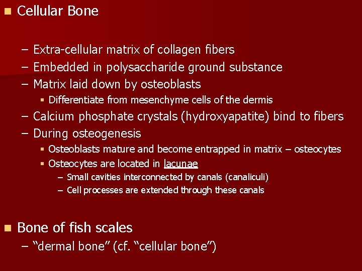 n Cellular Bone – – – Extra-cellular matrix of collagen fibers Embedded in polysaccharide