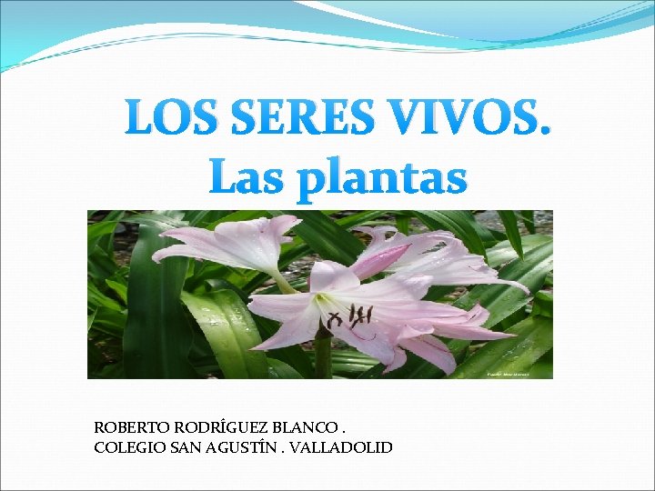 LOS SERES VIVOS. Las plantas ROBERTO RODRÍGUEZ BLANCO. COLEGIO SAN AGUSTÍN. VALLADOLID 