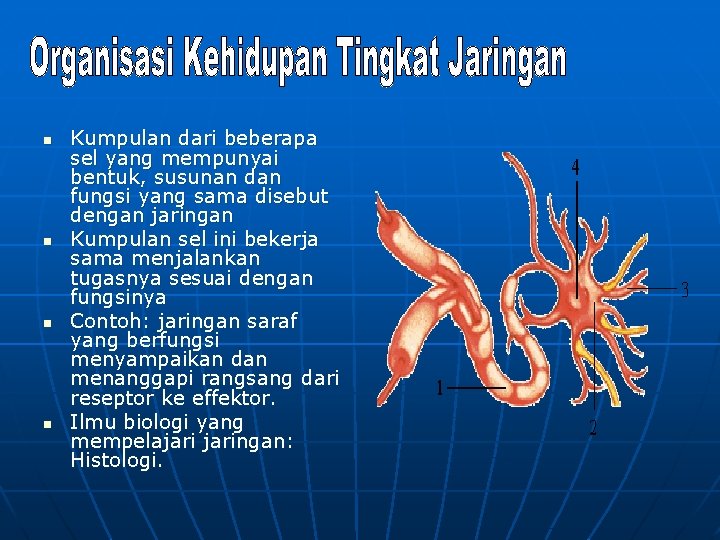 n n Kumpulan dari beberapa sel yang mempunyai bentuk, susunan dan fungsi yang sama