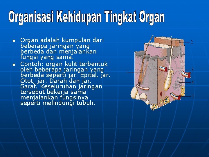 n n Organ adalah kumpulan dari beberapa jaringan yang berbeda dan menjalankan fungsi yang