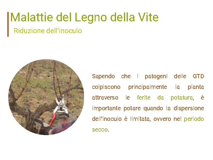 Malattie del Legno della Vite Riduzione dell’inoculo Sapendo colpiscono attraverso che i patogeni principalmente