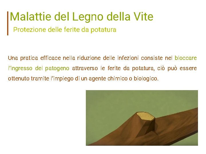 Malattie del Legno della Vite Protezione delle ferite da potatura Una pratica efficace nella