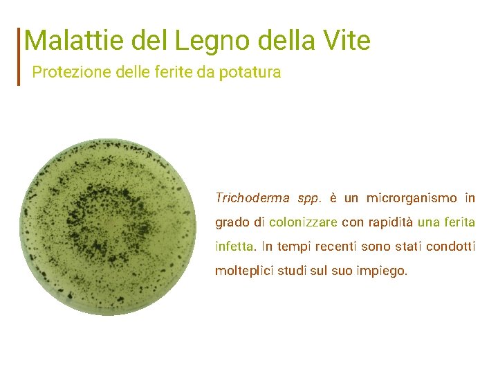 Malattie del Legno della Vite Protezione delle ferite da potatura Trichoderma spp. è un