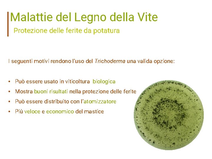 Malattie del Legno della Vite Protezione delle ferite da potatura I seguenti motivi rendono