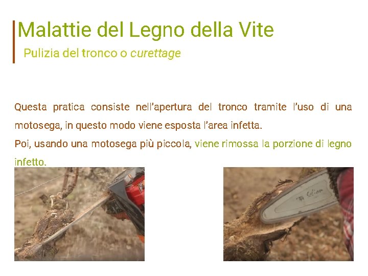 Malattie del Legno della Vite Pulizia del tronco o curettage Questa pratica consiste nell’apertura