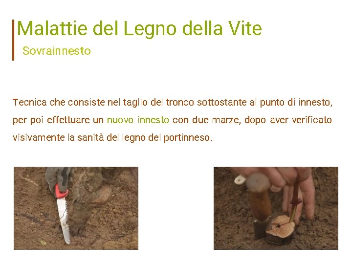 Malattie del Legno della Vite Sovrainnesto Tecnica che consiste nel taglio del tronco sottostante