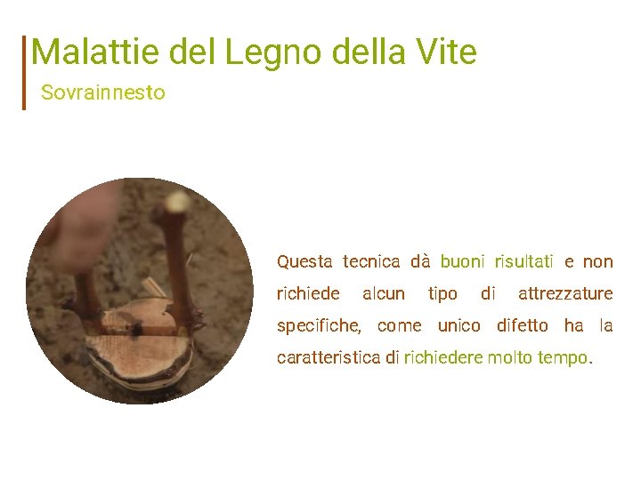 Malattie del Legno della Vite Sovrainnesto Questa tecnica dà buoni risultati e non richiede